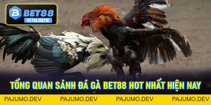 Đá Gà Bet88 - Sân Chơi Đá Gà Trực Tuyến Hot Nhất 2026 - bet88.idv.tw - PAJUMO