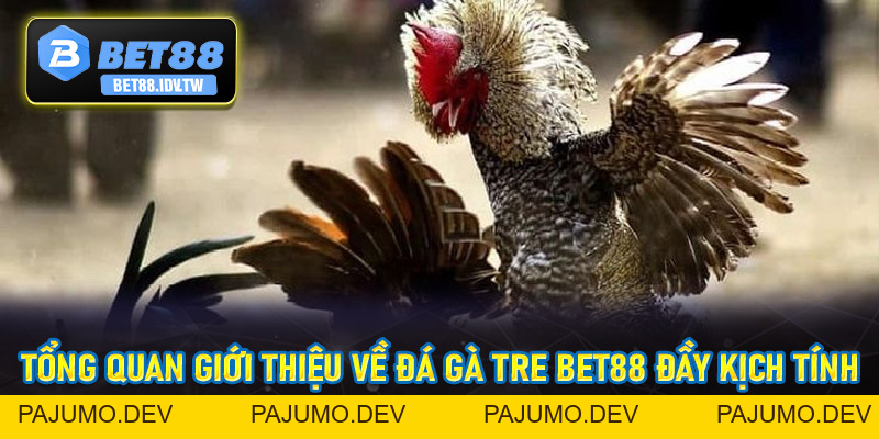 Đá Gà Tre Bet88 - Hình Thức Đá Gà Đầy Kịch Tính Hấp Dẫn Số #1 - bet88.idv.tw - PAJUMO
