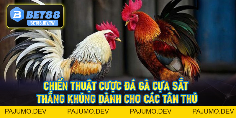 Đá Gà Cựa Sắt Bet88 - Sân Chơi Chọi Kê Đẳng Cấp Số #1 - bet88.idv.tw - PAJUMO