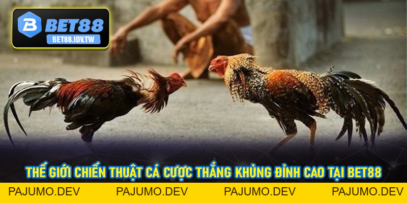 Đá Gà Cựa Dao Bet88 - Sân Chơi Đẳng Cấp Số #1 Châu Á Hiện Nay - bet88.idv.tw - PAJUMO