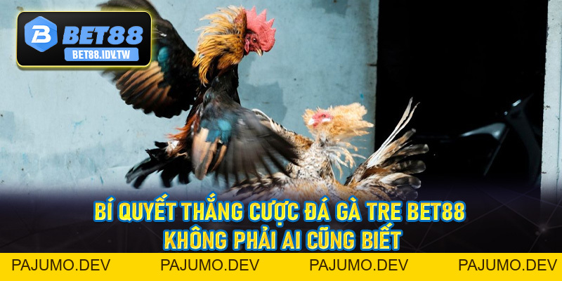 Đá Gà Tre Bet88 - Hình Thức Đá Gà Đầy Kịch Tính Hấp Dẫn Số #1 - bet88.idv.tw - PAJUMO