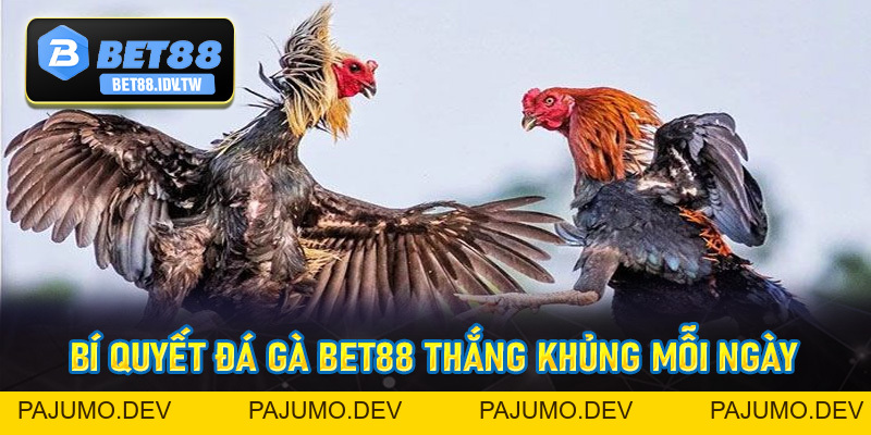Đá Gà Bet88 - Sân Chơi Đá Gà Trực Tuyến Hot Nhất 2026 - bet88.idv.tw - PAJUMO