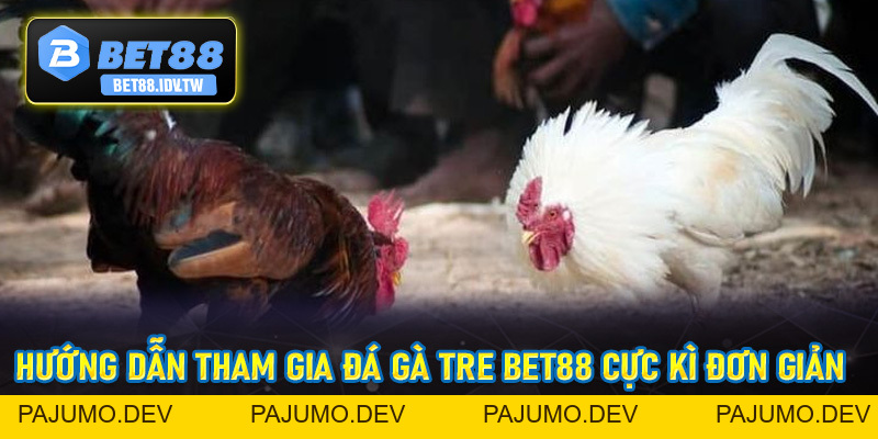 Đá Gà Tre Bet88 - Hình Thức Đá Gà Đầy Kịch Tính Hấp Dẫn Số #1 - bet88.idv.tw - PAJUMO